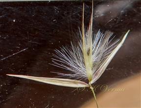 Spikelet with 2 glabrous glumes and 3 florets